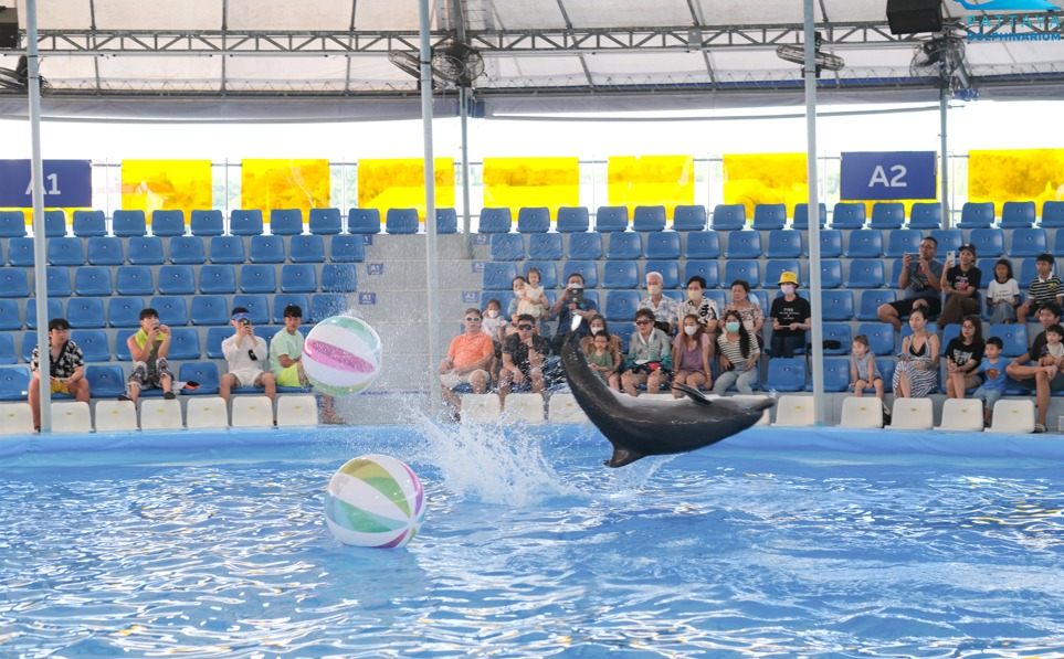 DOLPHINS BAY PHUKET DELUXE TICKET WITH PICK UP AND DROP PHUKET HOTEL